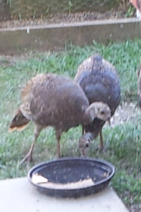Turkeys stopping by